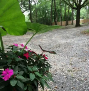 Whispering Oaks RV Park Mobile AL (Tillman's Corner/Theodore) Picture 3