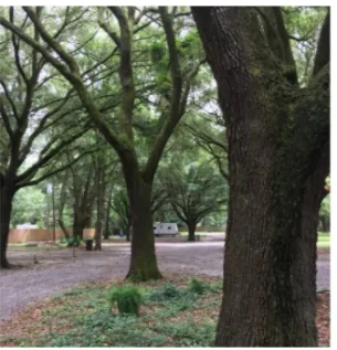 Whispering Oaks RV Park Mobile AL (Tillman's Corner/Theodore) Picture 7