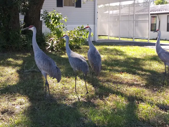 Fort Dade Mobile Home Park Picture 5