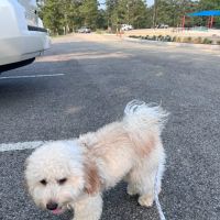 Montgomery Bell Campground ico