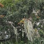 Oak Crest Mobile Park