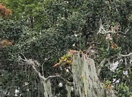 Oak Crest Mobile Park