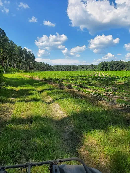 Broxton Bridge Campgrounds Picture 3