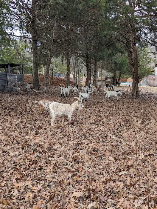 Sacred Dog Ranch Glamping Picture 5