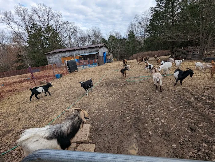 Sacred Dog Ranch Glamping Picture 2