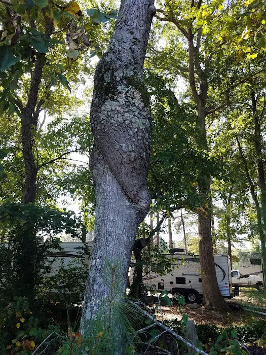 Tall Pines RV Park Picture 10
