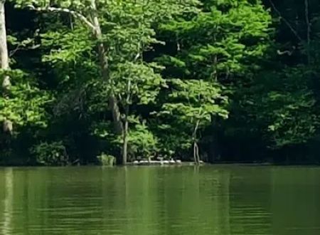 Rushing Bay Camp Spot