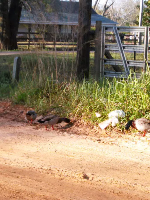 Pecan Grove Homes Picture 2