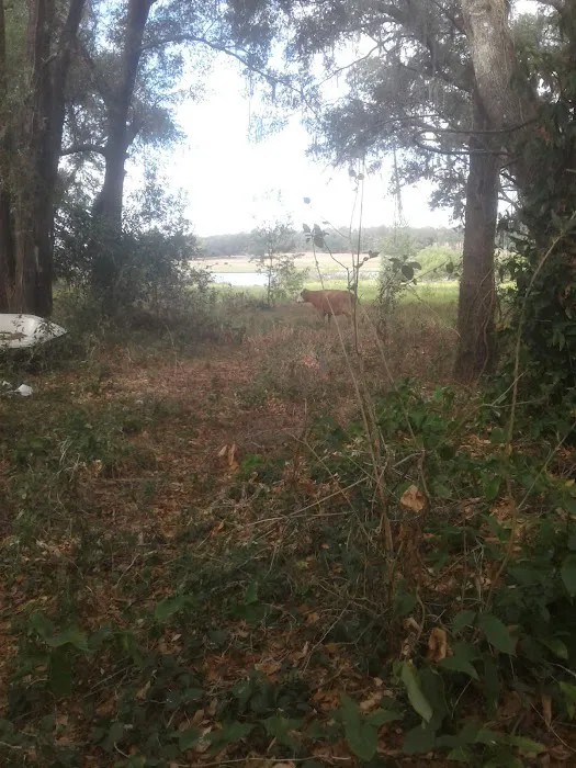 Lakeview In the Hls Mobile Home Picture 8