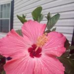 Caribbean estates mobile home park