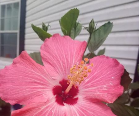 Caribbean estates mobile home park