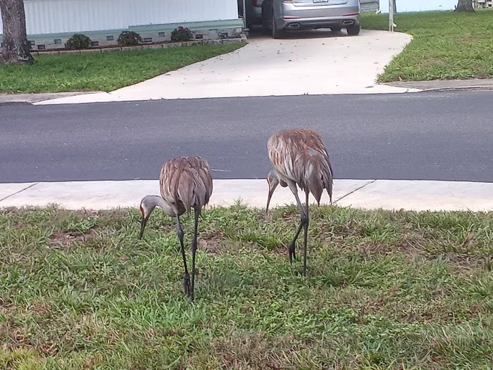 Caribbean estates mobile home park Picture 2