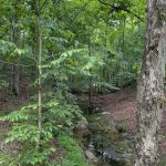 Buck Ridge Campground