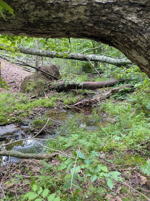 Buck Ridge Campground Picture 6