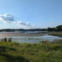Tall Tree Lake ico