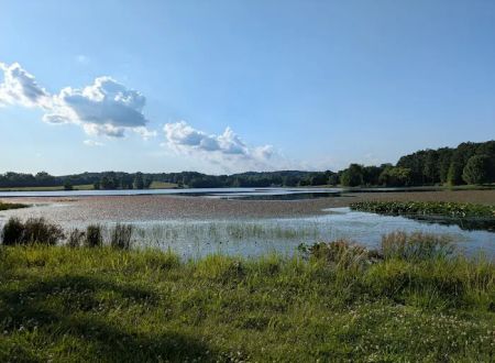 Tall Tree Lake