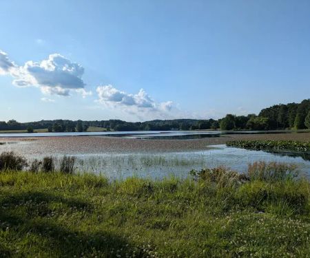 Tall Tree Lake