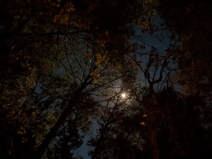 Turkey Ridge Campground - Ferne Clyffe Picture 4