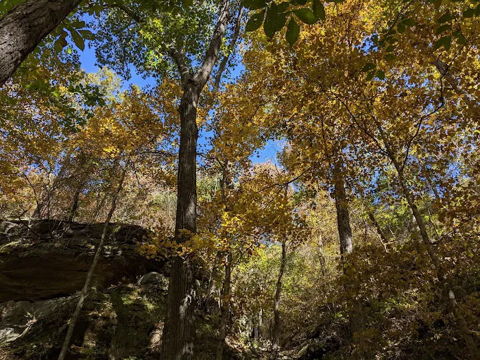 Turkey Ridge Campground - Ferne Clyffe Picture 10