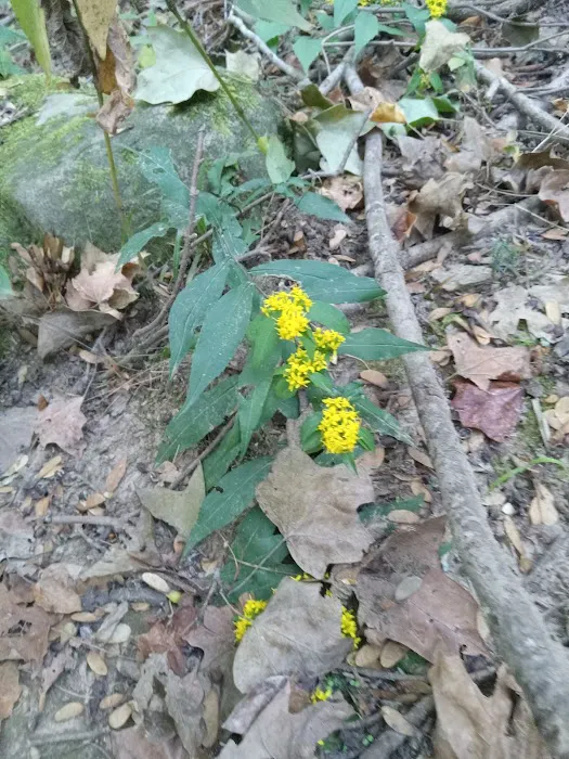 Ferne Clyffe State Park Campsite Loop Picture 4