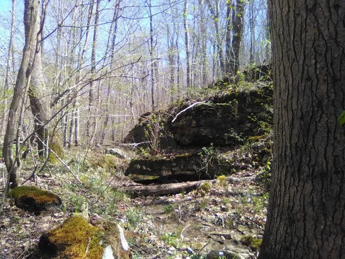 Ferne Clyffe State Park Campsite Loop Picture 10