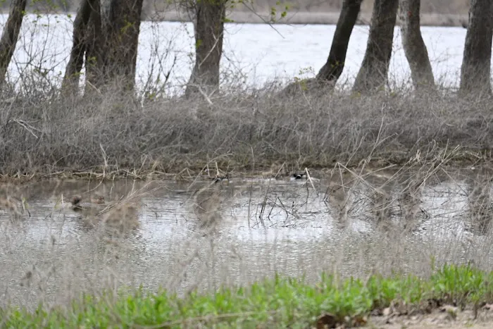 Marshall State Fish and Wildlife Area. Picture 7