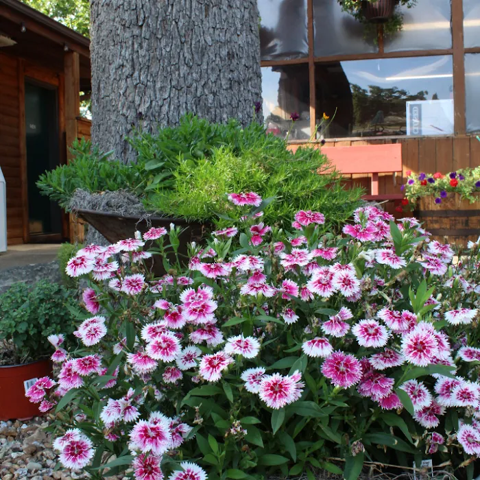 Great Escapes Camping & Cabins Branson Picture 7