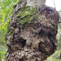 Spring Creek Youth Campground ico