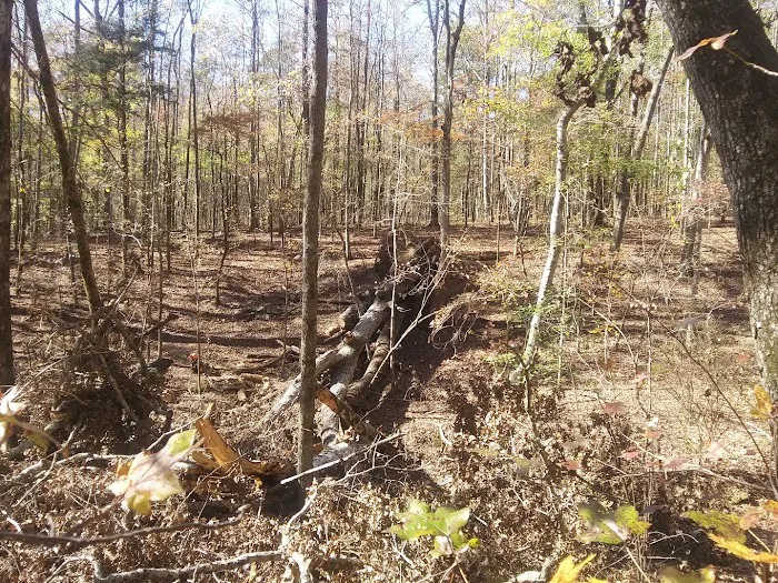 Big Oak Springs Campsite Picture 2
