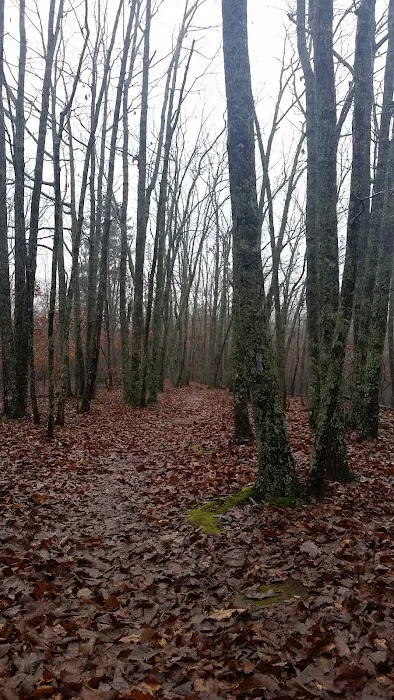 Turtle Hollow Campsite Picture 2