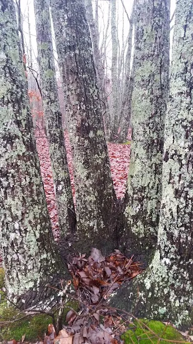 Turtle Hollow Campsite Picture 7