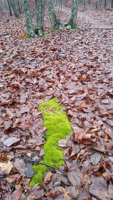 Turtle Hollow Campsite Picture 4