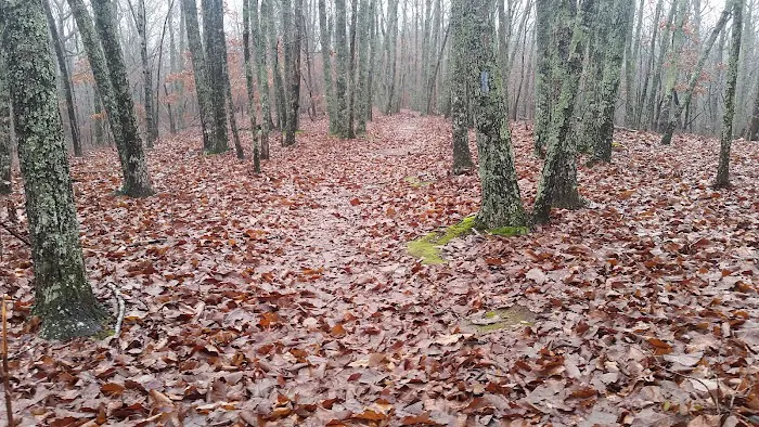 Turtle Hollow Campsite Picture 3