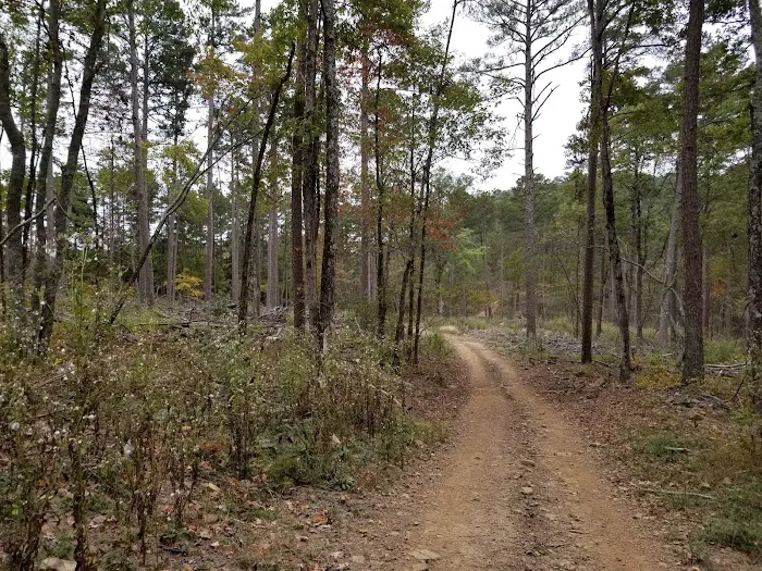 Mack's Pines Picture 5