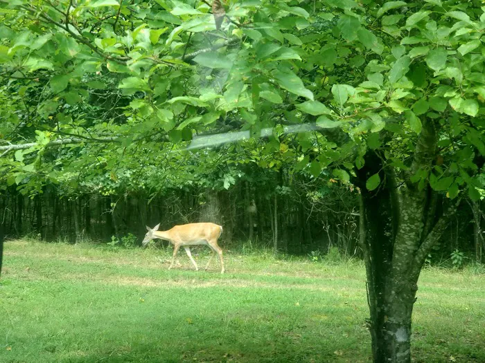 Campsite 10 (Panther) Picture 2