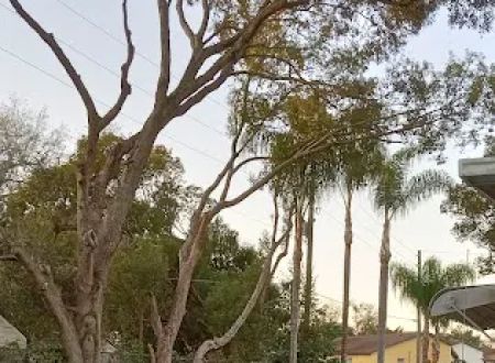 Tree Lane Village Mobile Home Park