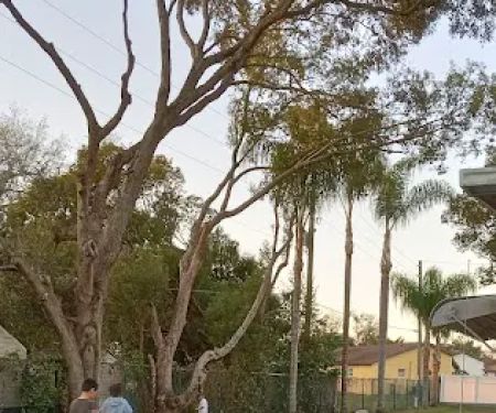 Tree Lane Village Mobile Home Park