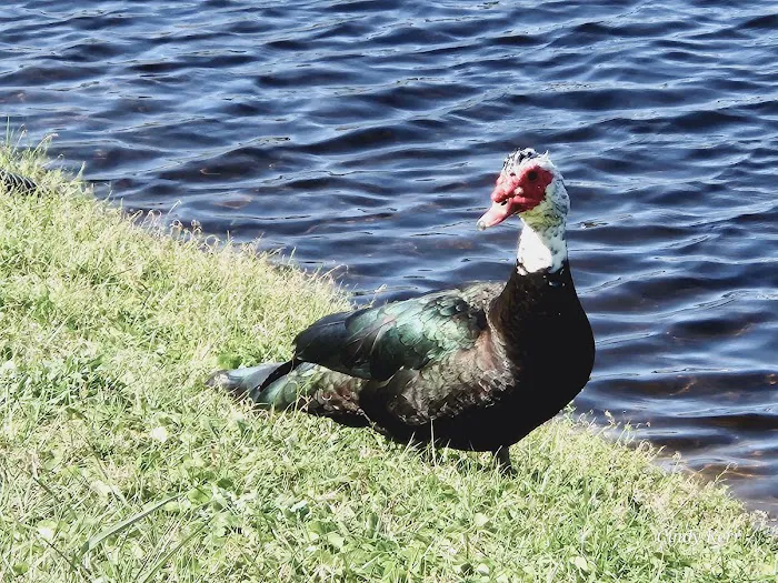 Sunshine Lake Estates MHC Picture 7
