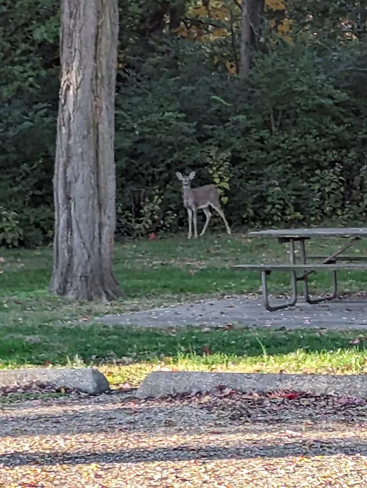 Black Locust Campsite @ Weldon Springs State Park Picture 1