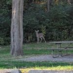 Black Locust Campsite @ Weldon Springs State Park