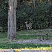 Black Locust Campsite @ Weldon Springs State Park ico