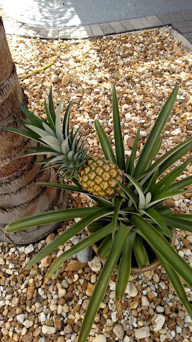 Paradise Pines Picture 5