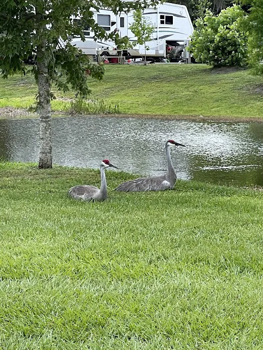 LITTLE FLAMINGO RV Picture 3