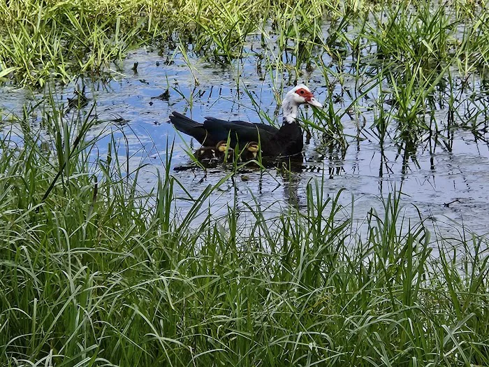 LITTLE FLAMINGO RV Picture 10