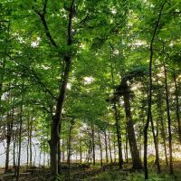 Poole Knobs Campground ico