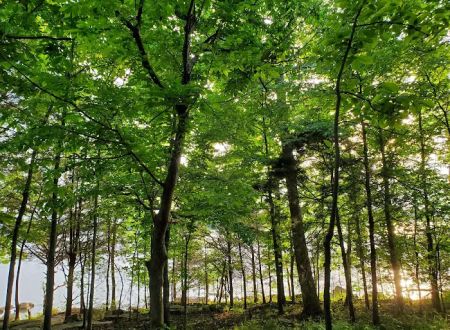 Poole Knobs Campground