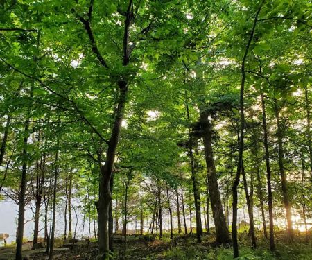 Poole Knobs Campground
