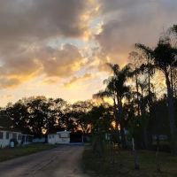 Palm Tree Acres Mobile Home Community ico
