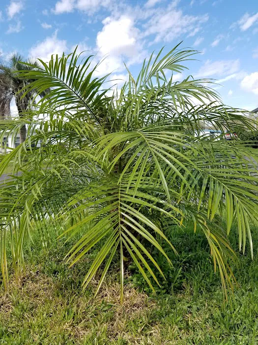 Tropical Mobile Home Park Picture 10