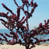 Peppermint Shores Campground ico